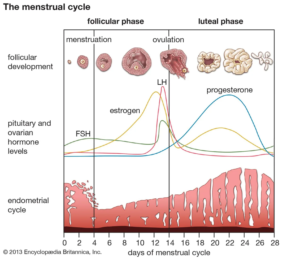 Hormonal Swings and Breakouts