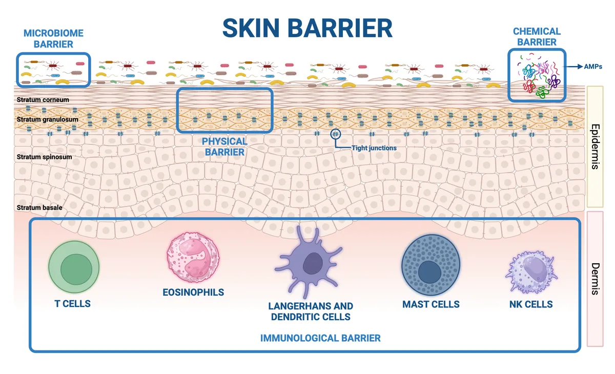 Is daily exfoliation bad for skin?