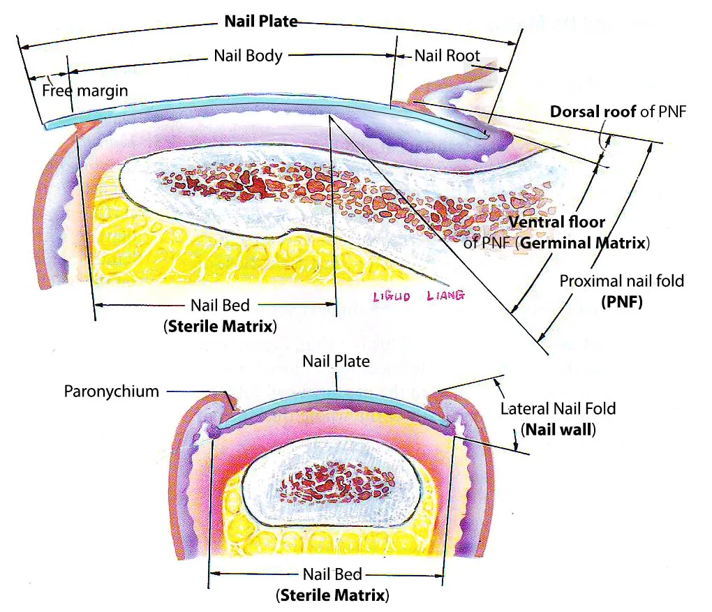 Peeling & Splitting: The Layered Problem