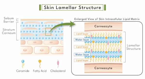 Serums with Ceramides for Barrier Repair