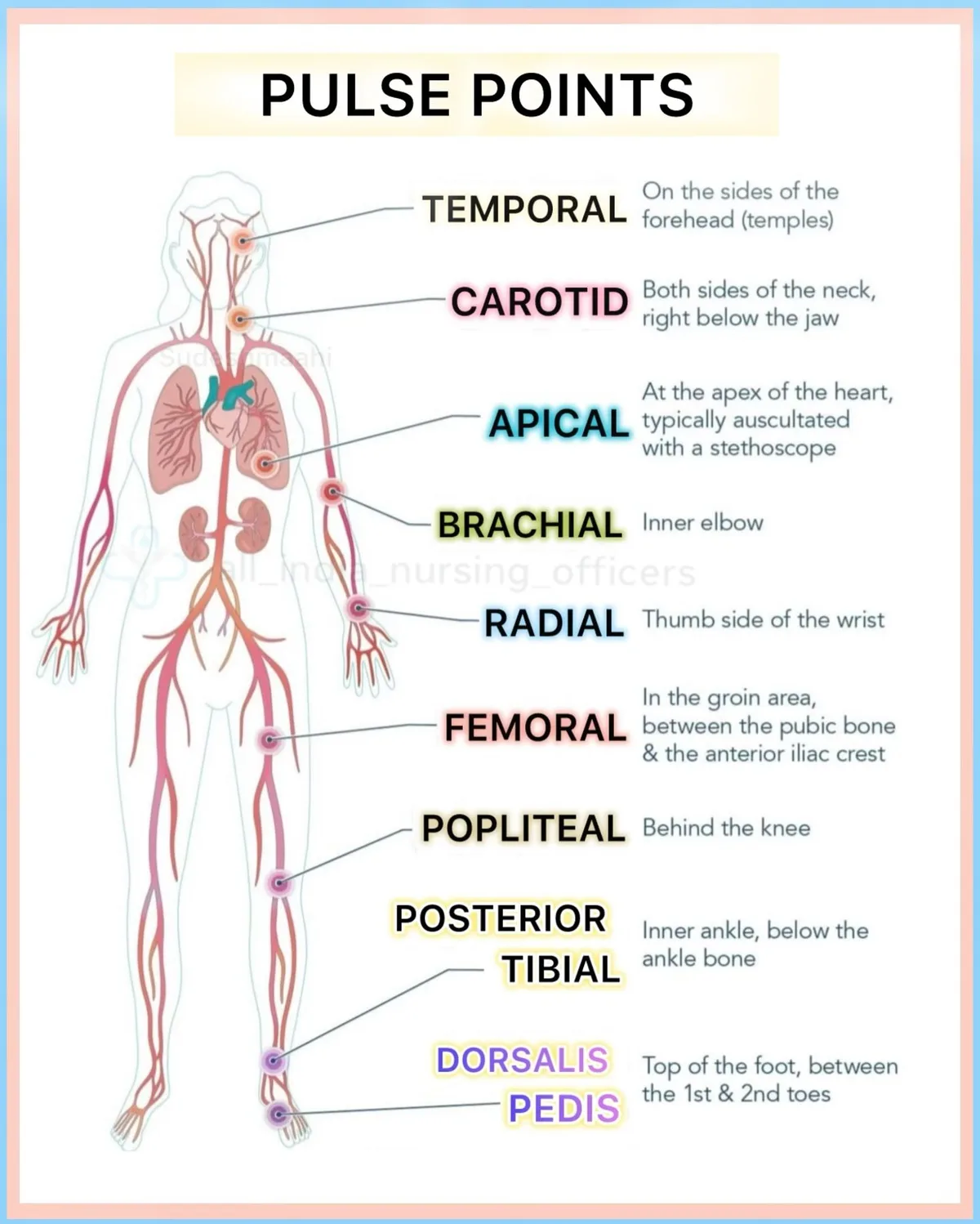 Your Body's Heat Map: Understanding Pulse Points